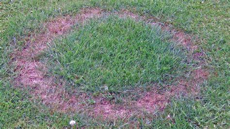 Fairy Ring Lawn Disease Control Lawncrafters