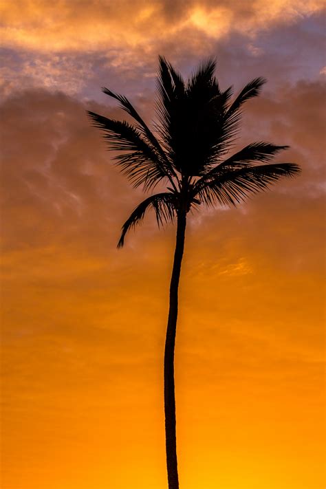 Palm Tree At Sunrise Free Stock Photo Public Domain Pictures
