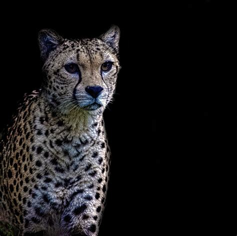 Cheetah Portrait Photograph By Martin Newman Fine Art America