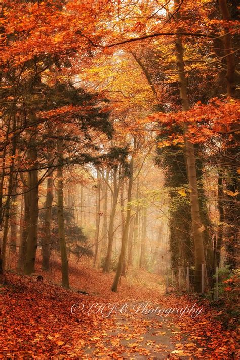 Forest Path In Autumn Forest Path Autumn Scenes Landscape Photography