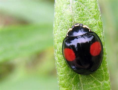 Black Ladybug Black Ladybug With Red Spots At Eaton Canyon Bugs Pinterest Ladybugs