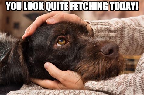 150 Dog Memes Wonder Fur L A Dork Able And Paw