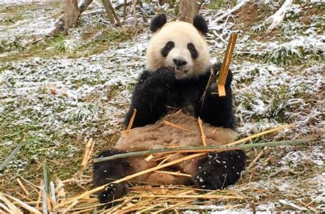 See The Pandas In Finland Zoo How To Get There And 2018 Ticket Prices