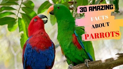 30 Amazing Facts About Parrots