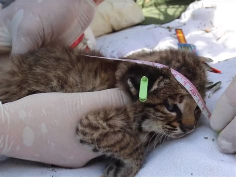 Adorable Video Of Newborn Bobcat Kittens Abc News