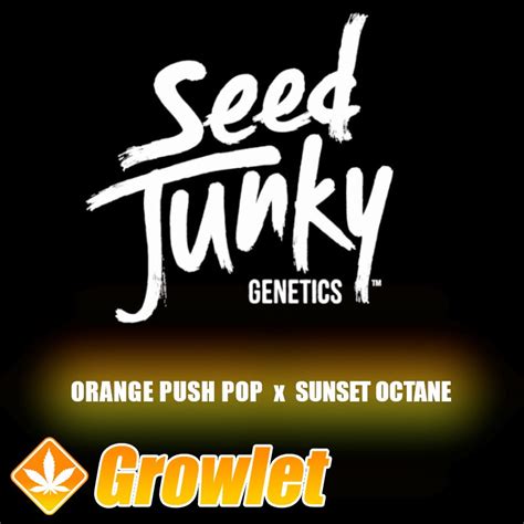 Orange Push Pop X Sunset Octane By Seed Junky Growlet