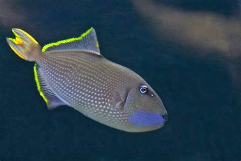 Triggerfish Ocean Sea Tropical Underwater 1tfish Fish Wallpapers