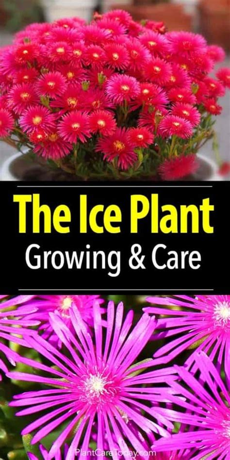 Ice Plant Care How To Grow Ice Plant Succulents