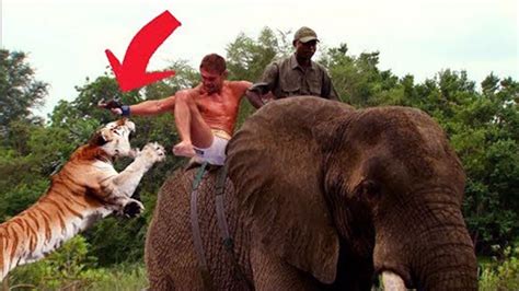 Top 10 Most Amazing Wild Animals Encounters Caught On Camera Youtube