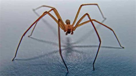Woman Hospitalized After Being Bitten By A Brown Recluse Spider In