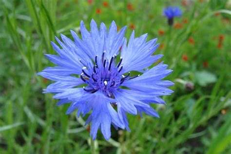 Everything You Need To Know About Royal Blue Flowers Free Pictures Photos