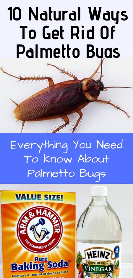 However, the good news is that palmetto bugs rarely fly. 10 Natural Ways To Get Rid Of Palmetto Bugs. Everything ...