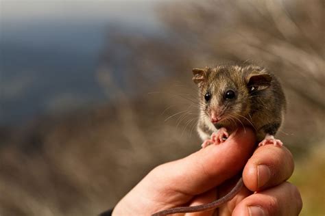 Mountain Pygmy Possum Captured During A Survey At Mount Buller