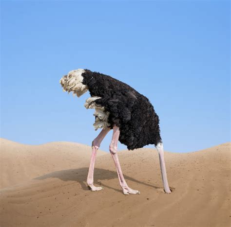 Правда что страус прячет голову в песок