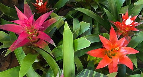Top Tips For Orchids And Bromeliads