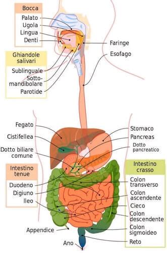 Abbiamo trovato 849 case vacanza — indica le date del tuo viaggio. Dove si trova la cistifellea