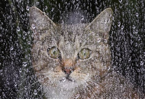 The story, cat in the rain by ernest hemingway had theory of. Top 10 Images of Cats Avoiding The Rain