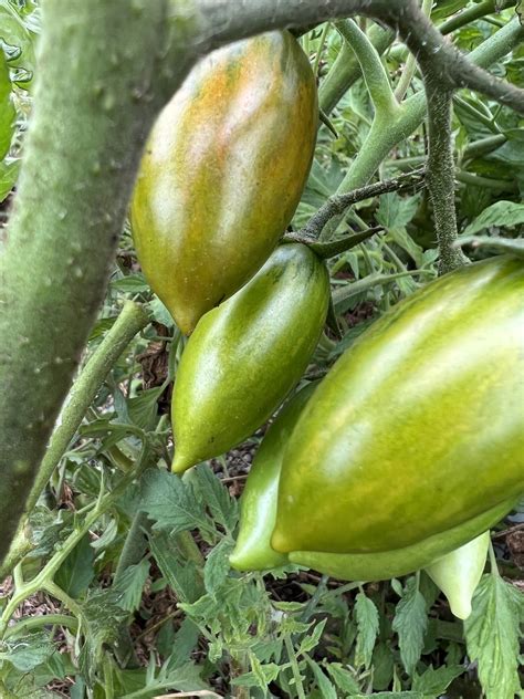 Green Tiger Tomato Seeds Heirloom Organic Tims Tomatoes