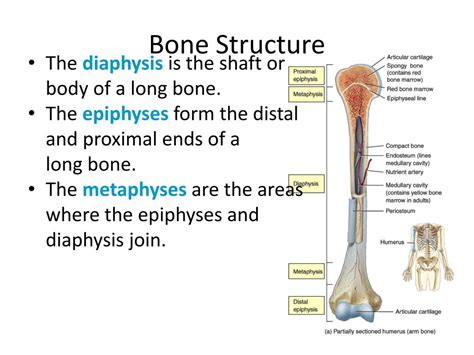 Ppt Bone Structure Powerpoint Presentation Free