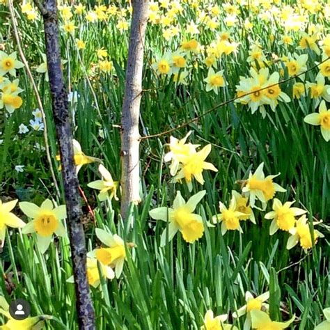 Wild Daffodils Bulbs Lobularis Lent Lily Top Quality Narcissus Ebay