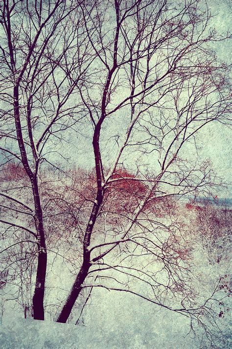 Winter Poem Photograph By Jenny Rainbow Fine Art America