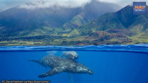 Maui Ocean Center Celebrates The Return Of Humpback Whales With