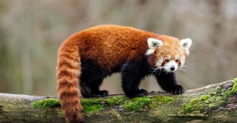 Red Panda Vs Raccoon 5 Key Differences A Z Animals