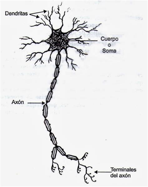 Estructura Anatómica De La Neurona