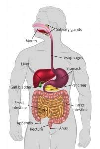 How Does The Human Digestive System Work Science ABC