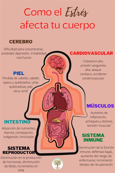 Como El Estr S Afecta Tu Cuerpo Psicologia Corporal Manejo De Estres Infografia Salud