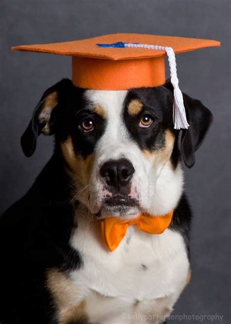 Dog Graduation Cap Graduation Hat Costume Etsy