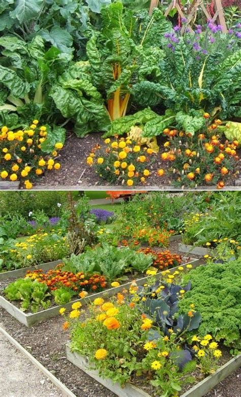 amazing ideas to intercropping vegetables and flowers together with images companion