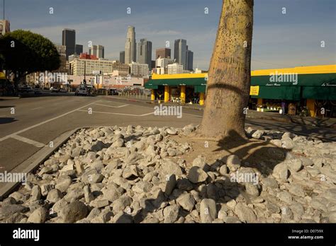 Los Angeles Stones Street Tree Stock Photo Alamy