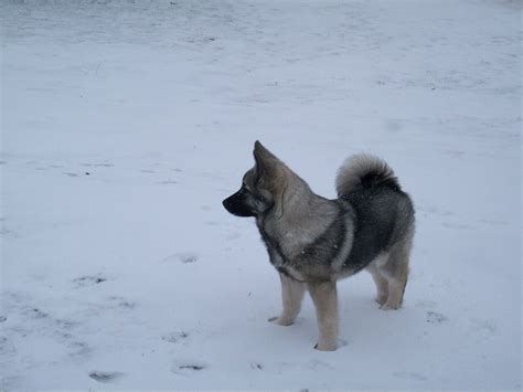 10 Of The Best Cold Weather Dog Breeds Cold Weather Dog Breeds Dog