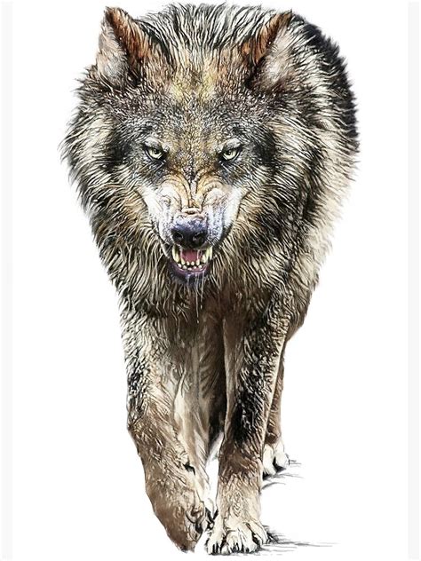 Wolf Prowling Poster For Sale By Badcatg Redbubble