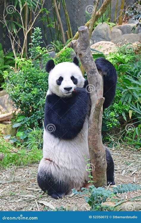 Baby Panda Standing Up