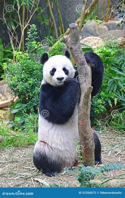 The Red Panda Standing On The Wood Animal Kingdom Royalty Free Stock