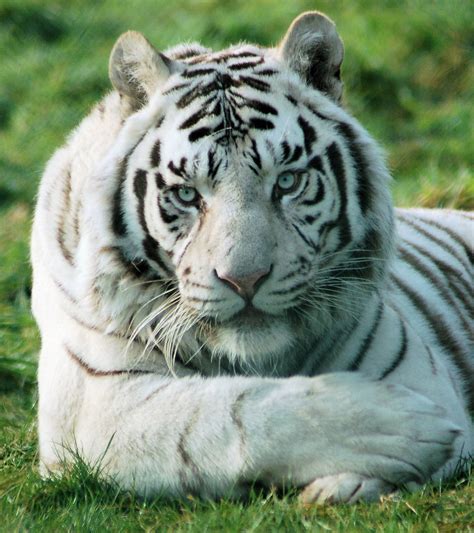 White Bengal Tiger Zoochat