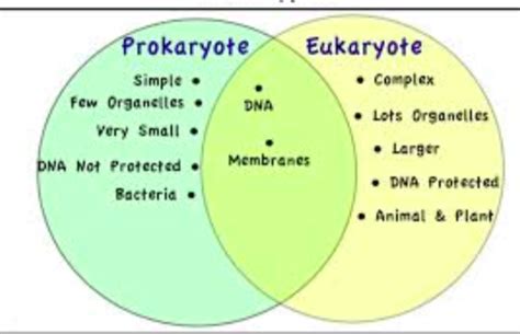 Animal cell is prokaryotic and eukaryotic. Kennedy Clan Science: Prokaryotic vs Eukaryotic Cells