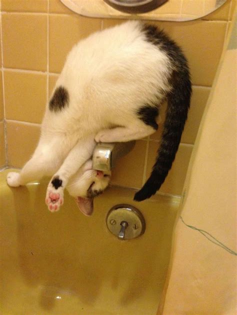 Babykitty Totally Does Stuff Like This In The Kitchen Sink Yoga