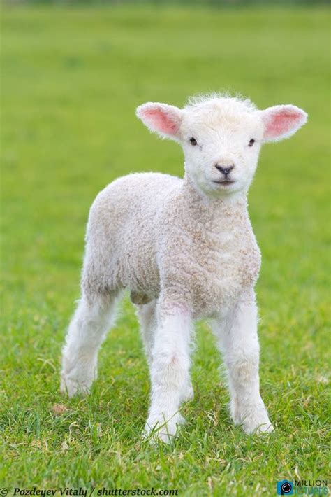 Pin By ♡audry♡ On Sheep Love ️ ️ ️ Cute Lamb Cute Baby Animals Lamb