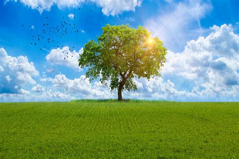 2000320 Fields Trees Sky Clouds Rare Gallery Hd Wallpapers