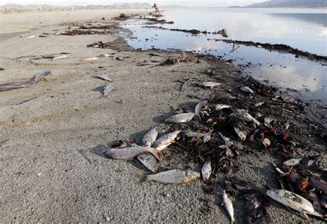 Lake Elsinores Dead Fish Are Washing Up On Shore By The Hundreds