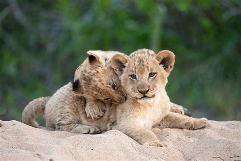Cute Wild Animal Wallpapers
