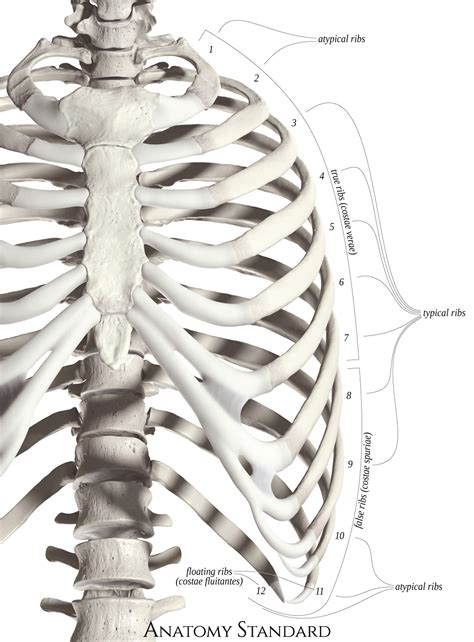 Anatomy Of Ribs The Thoracic Cage The Ribs And Sternum Human Anatomy