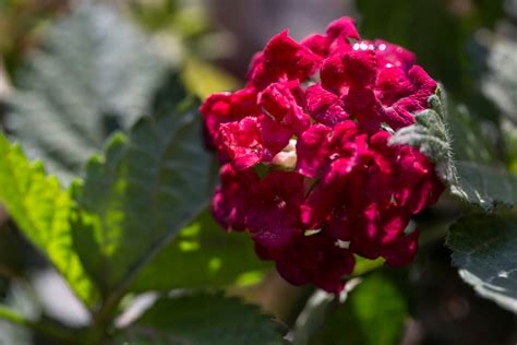 Ma regalare fiori per compleanno non è un'impresa così banale. La lantana: il fiore che cambia colore ⋆ Blog FloraQueen IT