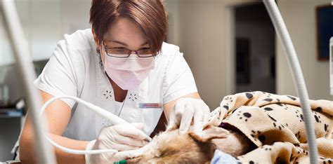 Animal Dentistry Clinique Vétérinaire Ève Woods Lavoie