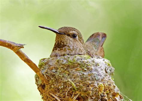 How To Setup Hummingbird Houses •