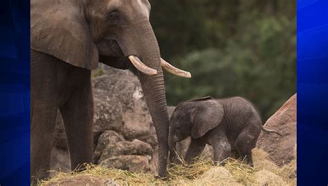Elephant Calf Born At Disneys Animal Kingdom Wsvn 7news Miami News