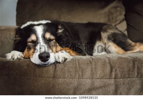 Australian Shepherd Dog Sleeping On Couch Stock Photo 1098928535